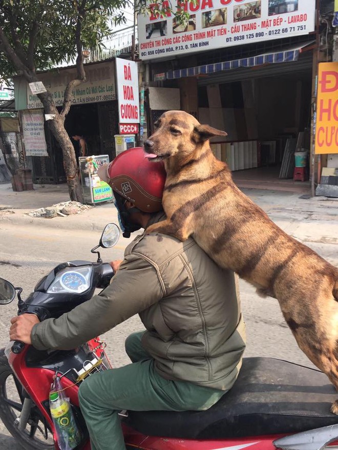 Chú chó sở hữu chân mày chuẩn hot trend vừa ngồi xe vừa lè lưỡi lêu lêu người đi đường - Ảnh 2.