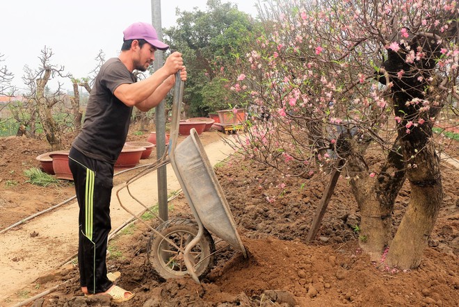 Cận rằm tháng giêng, đào thế khủng bạc triệu ồ ạt về vườn chờ ngày hồi sinh - Ảnh 10.