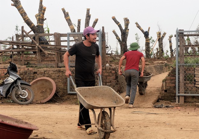 Cận rằm tháng giêng, đào thế khủng bạc triệu ồ ạt về vườn chờ ngày hồi sinh - Ảnh 2.