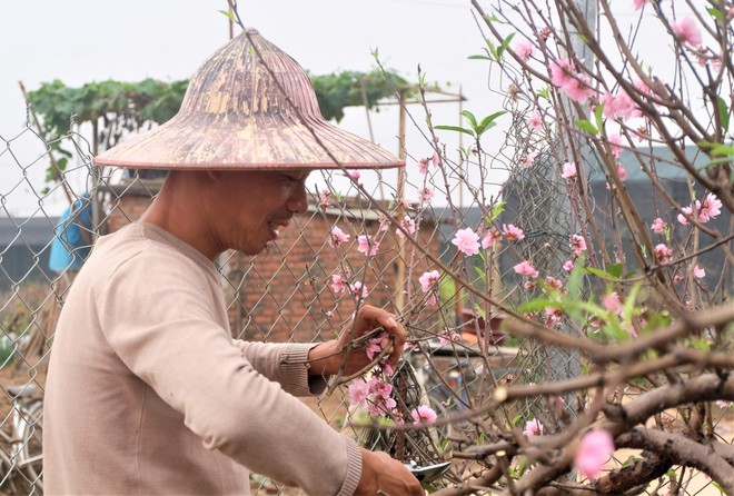 Cận rằm tháng giêng, đào thế khủng bạc triệu ồ ạt về vườn chờ ngày hồi sinh - Ảnh 3.