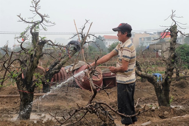 Cận rằm tháng giêng, đào thế khủng bạc triệu ồ ạt về vườn chờ ngày hồi sinh - Ảnh 7.