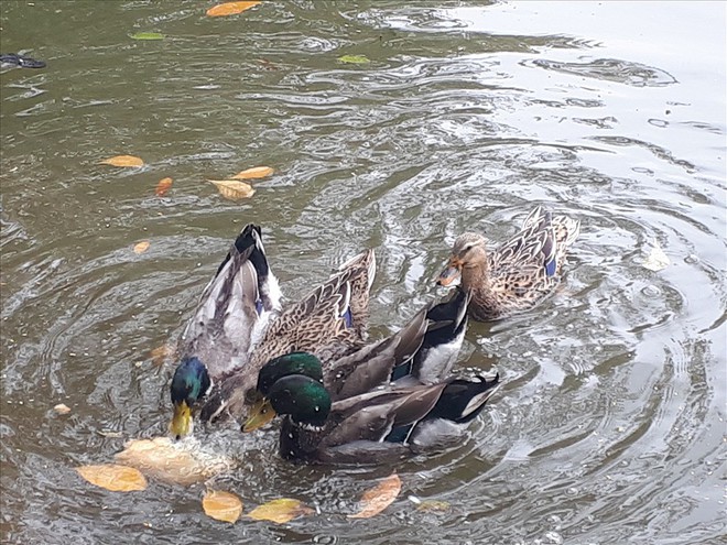 Bất ngờ xuất hiện &ldquo;đ&agrave;n vịt trời&rdquo; tại hồ Gươm - Ảnh 2.