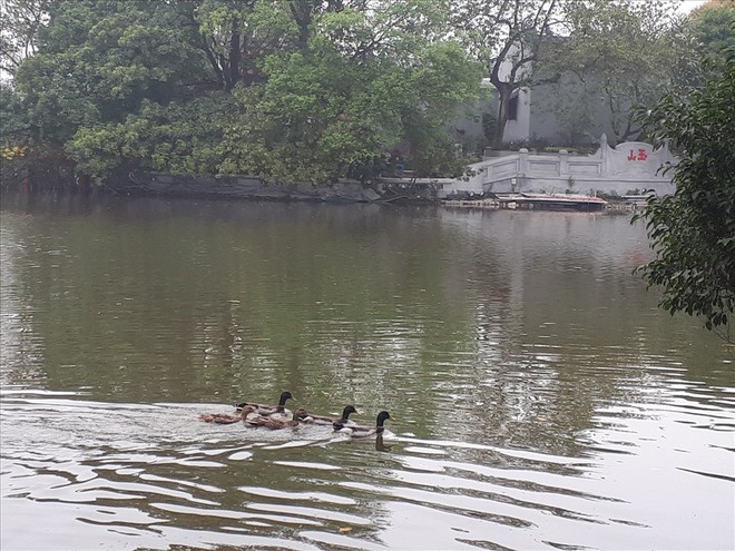 Bất ngờ xuất hiện &ldquo;đ&agrave;n vịt trời&rdquo; tại hồ Gươm - Ảnh 3.