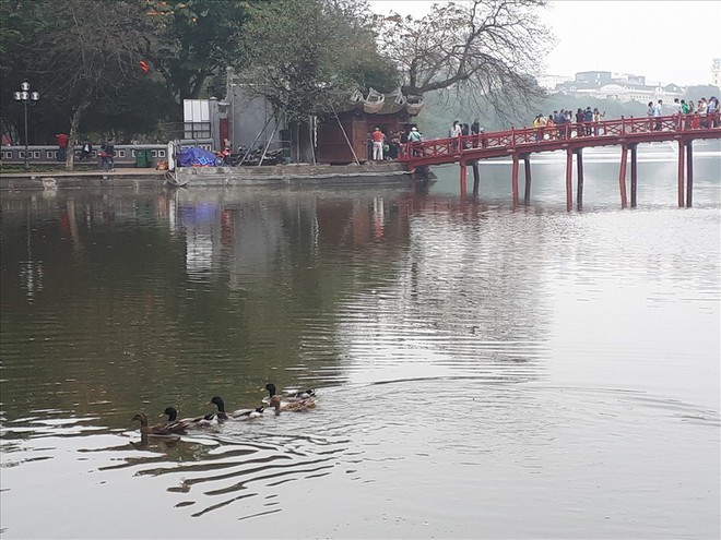 Bất ngờ xuất hiện &ldquo;đ&agrave;n vịt trời&rdquo; tại hồ Gươm - Ảnh 5.