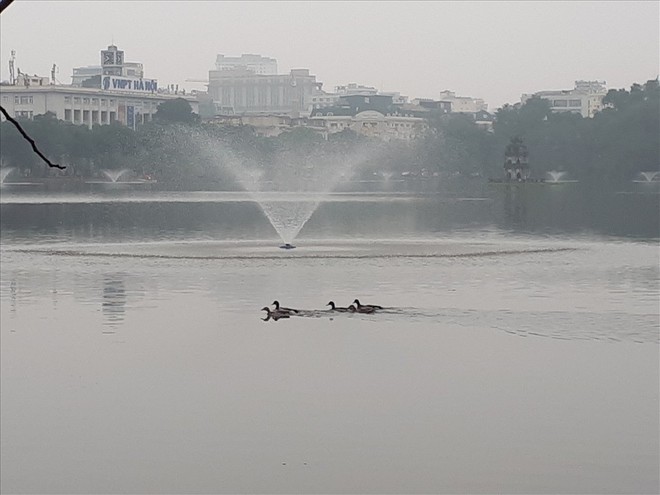 Bất ngờ xuất hiện &ldquo;đ&agrave;n vịt trời&rdquo; tại hồ Gươm - Ảnh 6.