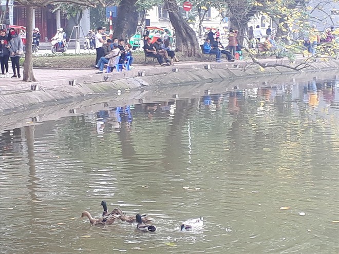 Bất ngờ xuất hiện &ldquo;đ&agrave;n vịt trời&rdquo; tại hồ Gươm - Ảnh 8.