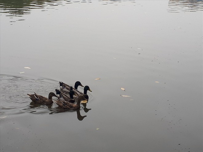 Bất ngờ xuất hiện &ldquo;đ&agrave;n vịt trời&rdquo; tại hồ Gươm - Ảnh 9.