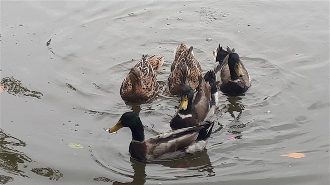 Bất ngờ xuất hiện &ldquo;đ&agrave;n vịt trời&rdquo; tại hồ Gươm - Ảnh 10.