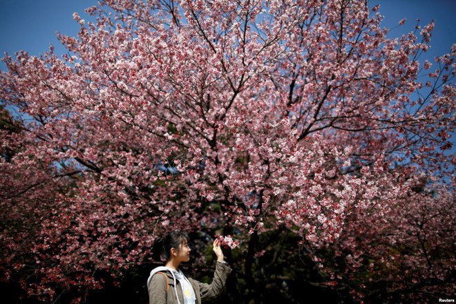 24h qua ảnh: Thiếu nữ ngắm hoa anh đào nở rộ ở Nhật Bản - Ảnh 4.