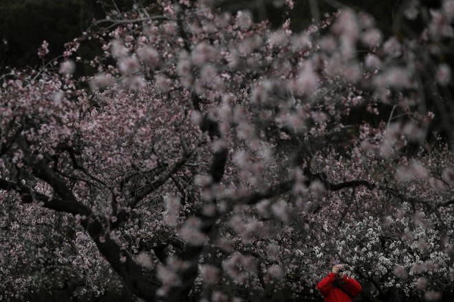24h qua ảnh: Thiếu nữ ngắm hoa anh đào nở rộ ở Nhật Bản - Ảnh 7.