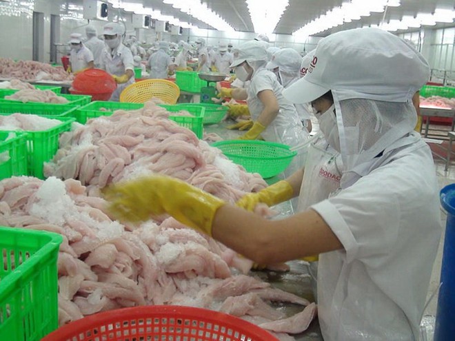 Đại gia thủy sản lớn nhất Nhật Bản mua cá tra Việt - Ảnh 1.