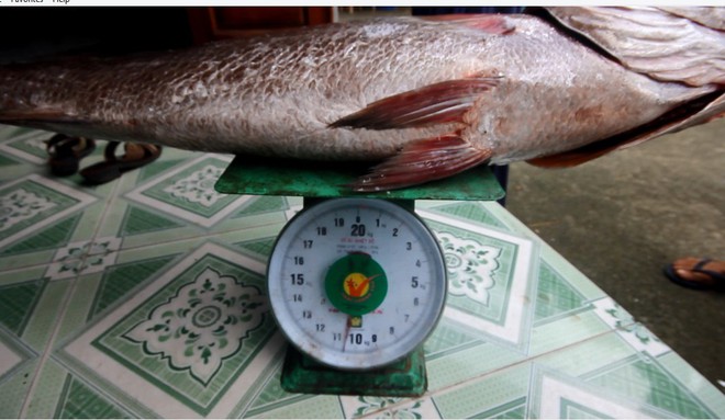 Ngư dân Quảng Nam câu được cá nặng 10kg nghi là sủ vàng quý hiếm  - Ảnh 2.
