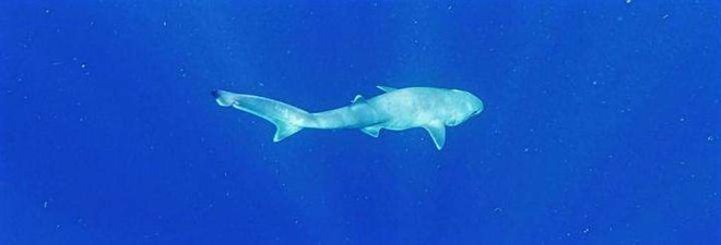 Phát hiện loài cá mập mới ở Đại Tây Dương, có tổ tiên già hơn khủng long - Ảnh 3.
