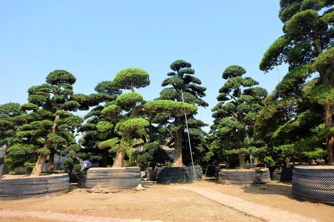 Vườn cây Nhật nghìn tỷ ở Hà Nội: 17 tỷ đồng cây tùng la hán 600 tuổi - Ảnh 1.