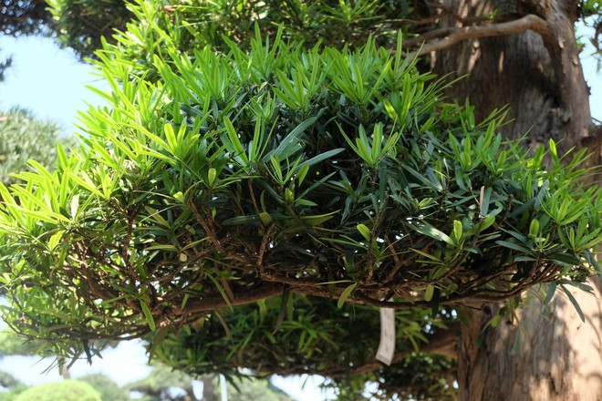 Vườn cây Nhật nghìn tỷ ở Hà Nội: 17 tỷ đồng cây tùng la hán 600 tuổi - Ảnh 9.