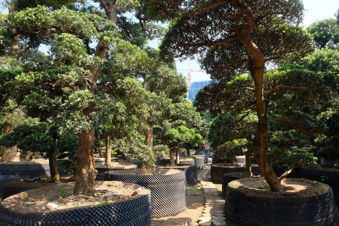 Vườn cây Nhật nghìn tỷ ở Hà Nội: 17 tỷ đồng cây tùng la hán 600 tuổi - Ảnh 3.