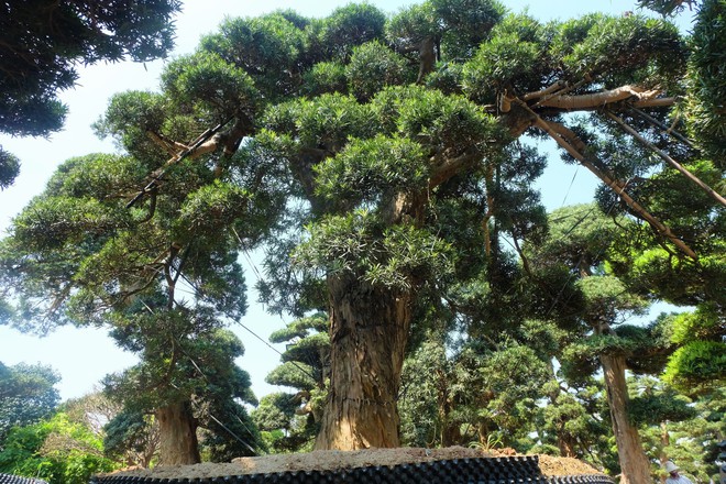 Vườn cây Nhật nghìn tỷ ở Hà Nội: 17 tỷ đồng cây tùng la hán 600 tuổi - Ảnh 7.