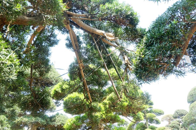 Vườn cây Nhật nghìn tỷ ở Hà Nội: 17 tỷ đồng cây tùng la hán 600 tuổi - Ảnh 8.