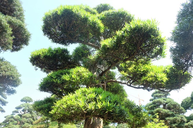 Vườn cây Nhật nghìn tỷ ở Hà Nội: 17 tỷ đồng cây tùng la hán 600 tuổi - Ảnh 2.