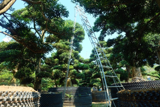 Vườn cây Nhật nghìn tỷ ở Hà Nội: 17 tỷ đồng cây tùng la hán 600 tuổi - Ảnh 5.