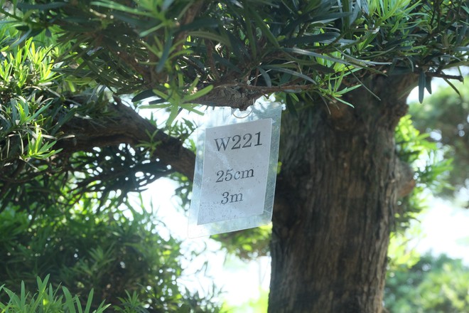 Vườn cây Nhật nghìn tỷ ở Hà Nội: 17 tỷ đồng cây tùng la hán 600 tuổi - Ảnh 4.