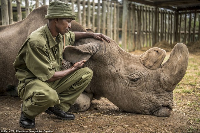 Bức ảnh khiến cả thế giới thổn thức: Người kiểm lâm nín lặng bên thi thể chú tê giác trắng đực Bắc Phi cuối cùng - Ảnh 3.