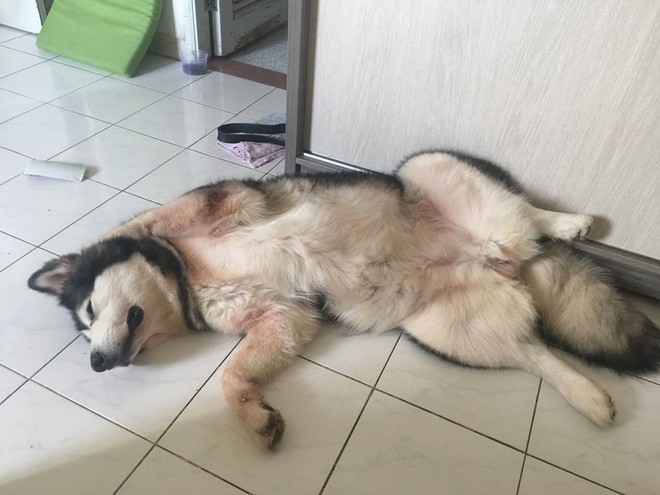 Chú chó Alaska cào cửa báo tin, cứu sống gia đình chủ trong vụ cháy chung cư ở Sài Gòn - Ảnh 1.