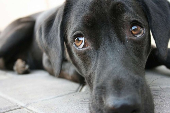 Lý giải 5 hành vi kỳ cục của chó giúp bạn hiểu chúng gần gũi với con người như thế nào - Ảnh 3.