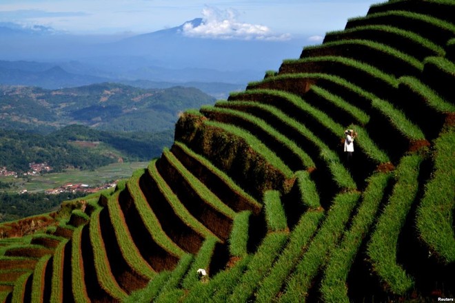 24h qua ảnh: Sốc với hổ mang chúa khổng lồ chưa từng thấy ở Indonesia - Ảnh 11.