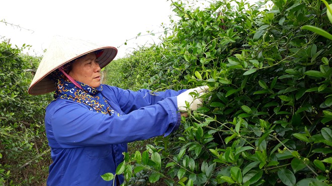 Thế giới công nhận một loại cây ở Việt Nam có nhiều hoạt chất chữa tiểu đường hiệu quả - Ảnh 3.