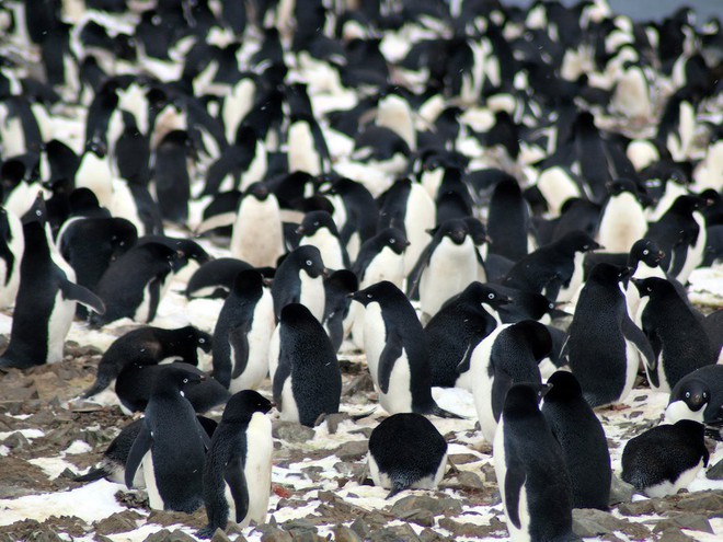 Bất ngờ phát hiện siêu quần thể hơn 1,5 triệu con chim cánh cụt chưa từng biết ở Nam Cực - Ảnh 6.