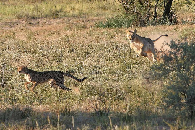 Báo săn và nỗi ám ảnh về thảm kịch mang tên sư tử - Ảnh 3.