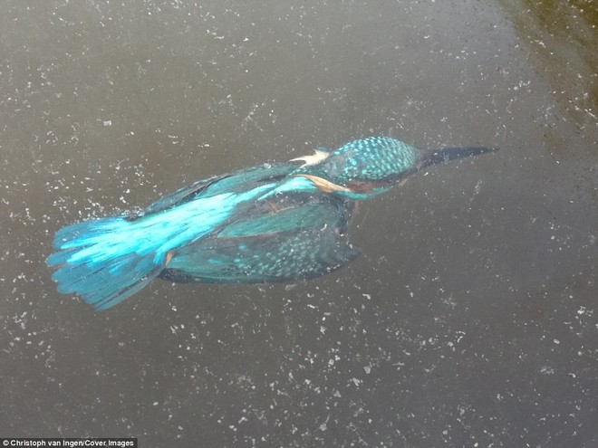 Băng giá tấn công châu Âu, chim bói cá bị đông cứng khi lao mình xuống nước săn mồi - Ảnh 6.