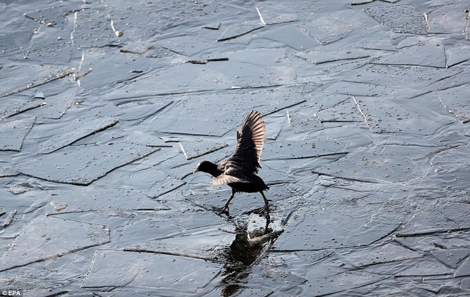 Băng giá tấn công châu Âu, chim bói cá bị đông cứng khi lao mình xuống nước săn mồi - Ảnh 10.