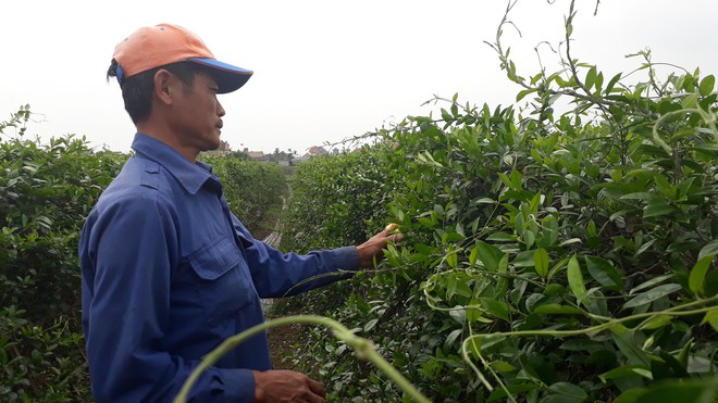 Đổ xô mua dây thìa canh trị tiểu đường: Coi chừng tiền mất tật mang vì mua dược liệu rởm - Ảnh 2.