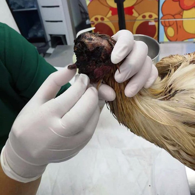 Con gà kỳ lạ ở Thái Lan: Mất đầu vẫn đi lại phăm phăm, sinh hoạt bình thường - Ảnh 2.
