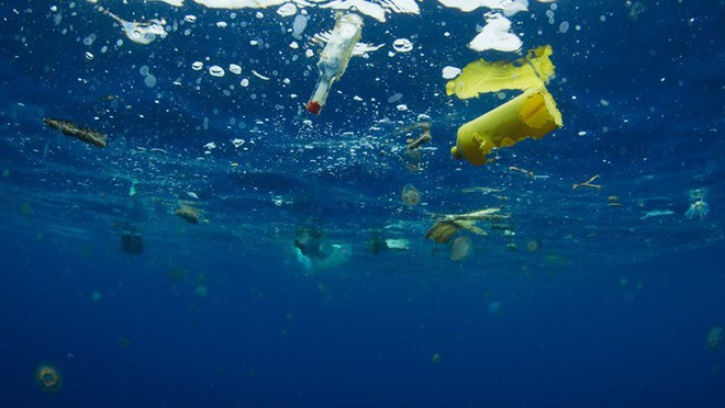 Sinh vật biển đang ăn hàng tấn nhựa mỗi ngày, thì ra đây là lý do tại sao - Ảnh 1.