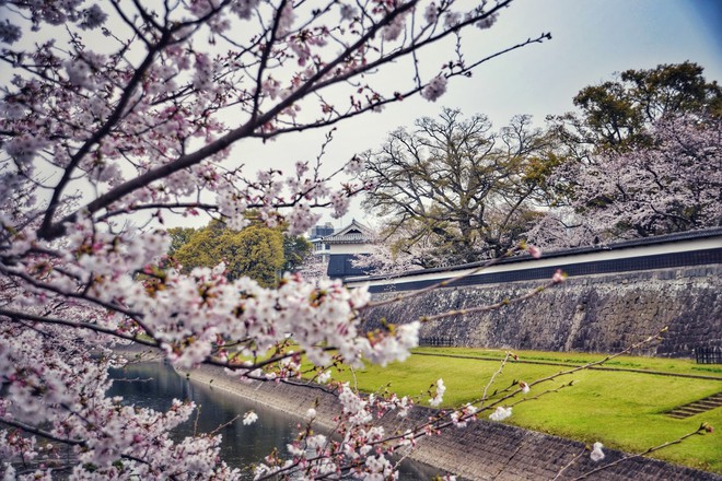 Ghé thăm Kumamoto - một trong Tam đại Quốc bảo thành định hình lịch sử của Nhật Bản - Ảnh 4.
