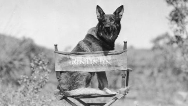 Bạn tin không: Giải Oscar cho nam chính xuất sắc nhất năm 1929 đáng lẽ sẽ được trao cho... một chú chó Becgie - Ảnh 5.