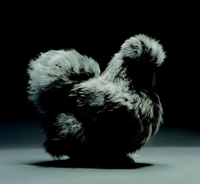 Chiêm ngưỡng vẻ đẹp siêu cấp của những loài gà khắp nơi trên thế giới - Ảnh 1.