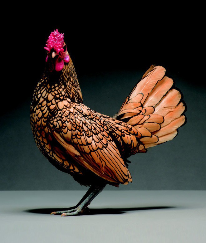 Chiêm ngưỡng vẻ đẹp siêu cấp của những loài gà khắp nơi trên thế giới - Ảnh 2.