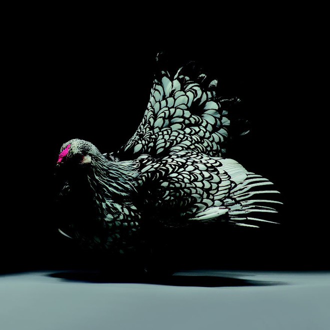 Chiêm ngưỡng vẻ đẹp siêu cấp của những loài gà khắp nơi trên thế giới - Ảnh 7.