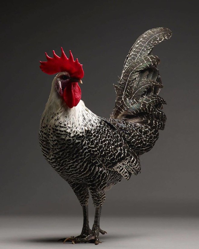 Chiêm ngưỡng vẻ đẹp siêu cấp của những loài gà khắp nơi trên thế giới - Ảnh 8.
