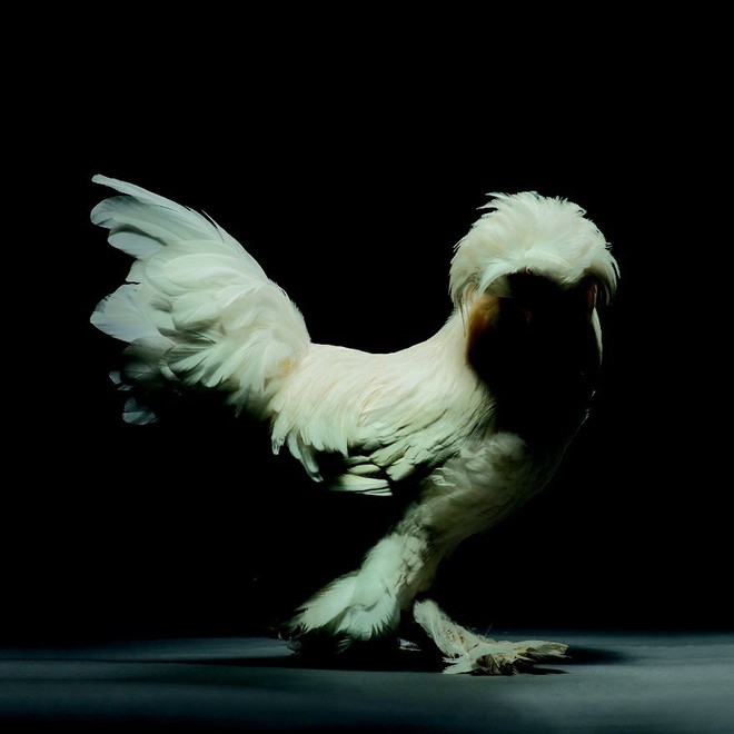 Chiêm ngưỡng vẻ đẹp siêu cấp của những loài gà khắp nơi trên thế giới - Ảnh 9.
