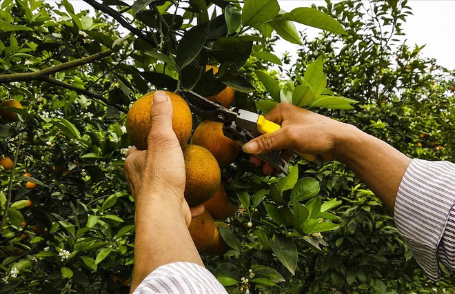 Cận cảnh vườn cam cho lãi gần 1 tỷ đồng/năm của nông dân Hòa Bình - Ảnh 5.