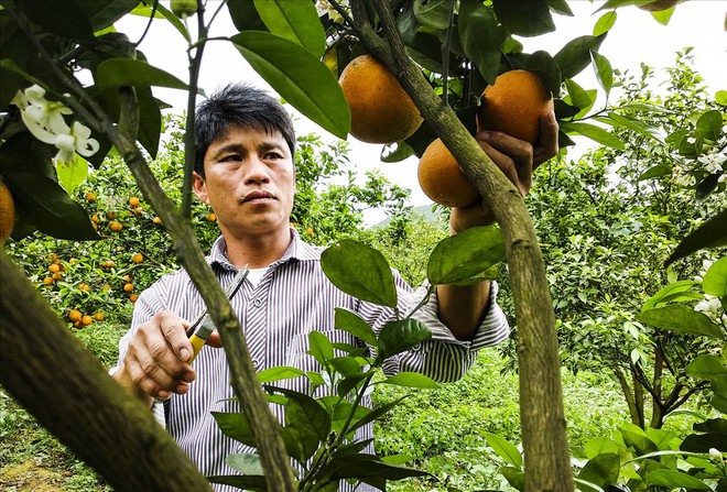 Cận cảnh vườn cam cho lãi gần 1 tỷ đồng/năm của nông dân Hòa Bình - Ảnh 7.