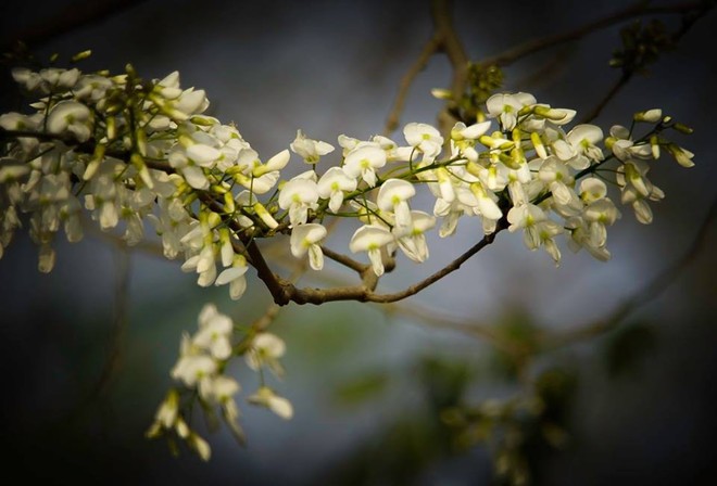Lưu luyến khó quên với sắc hoa sưa rợp trắng trời Hà Nội - Ảnh 4.