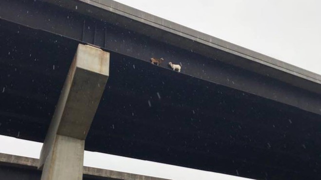 Hình ảnh 2 con dê đứng bất động trên cầu suốt 18 tiếng thu hút sự chú ý - Ảnh 1.