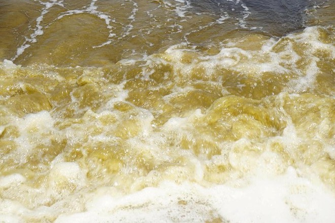 Nước biển Đà Nẵng có màu vàng hôi là do tảo - Ảnh 1.
