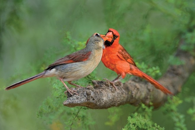 Tiết lộ thú vị từ khoa học: Loài chim cũng sở hữu hormone tình yêu giống con người - Ảnh 2.